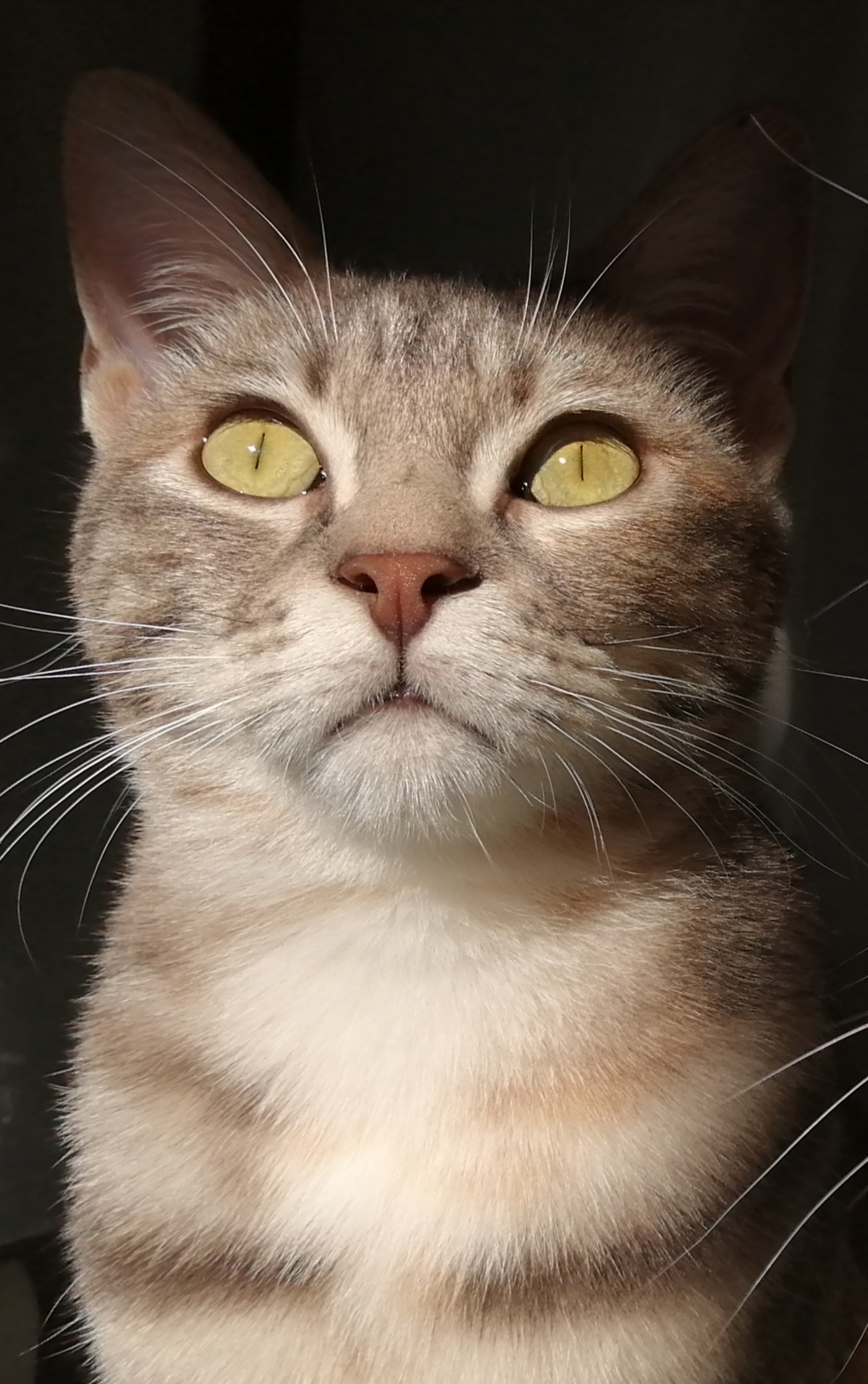 transfert-animaux-de-compagnie